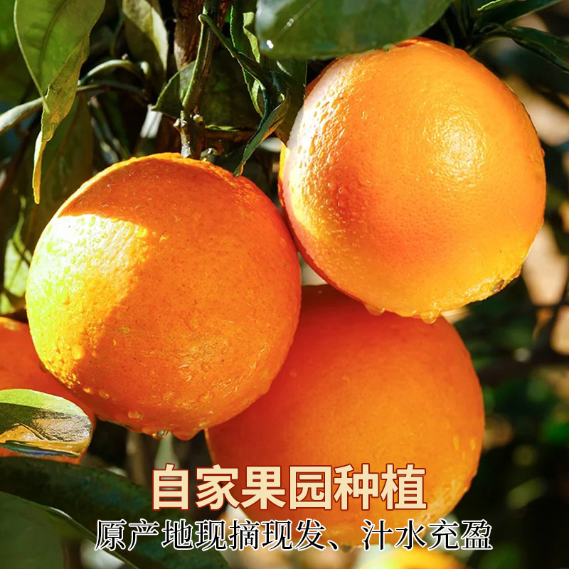 湖北秭归伦晚春橙10斤应季新鲜时令水果冰糖果冻甜橙脐橙整箱包邮