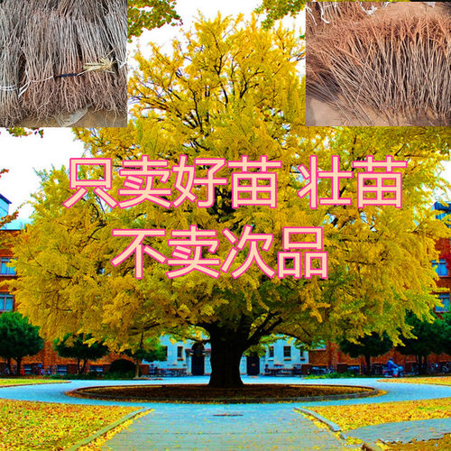 占地拆迁苗 银杏树苗 白果小苗 行道绿化苗木 庭院植物银杏苗直销 - 图1