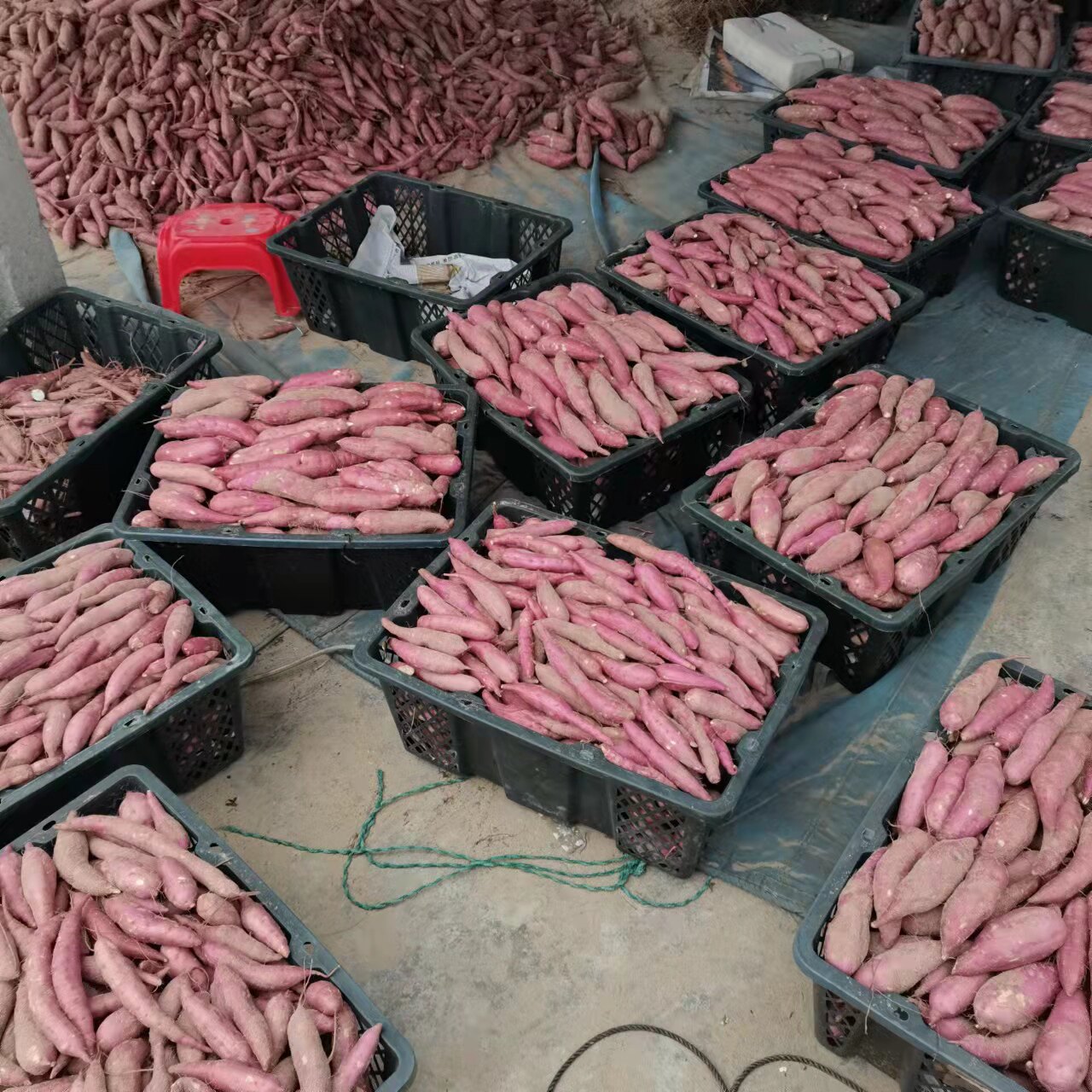 海南白心三角宁新鲜富硒农家地瓜 鲜尚舞番薯