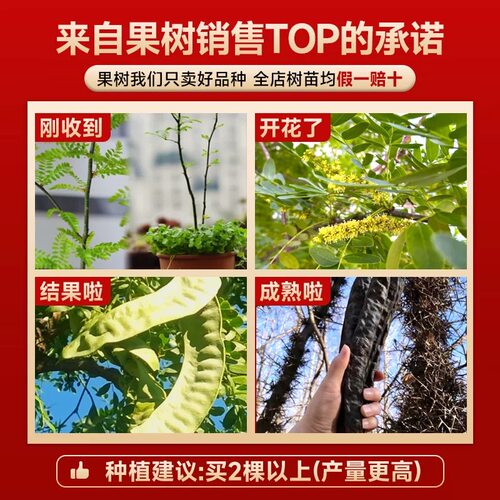 皂角树苗大刺皂角树绿化皂荚树苗盆栽庭院种植冬季药用油皂角树苗 - 图1