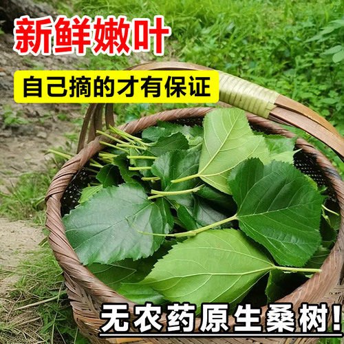 桑树活苗桑叶树苗盆栽养蚕食用大叶桑葚四季种绿植强桑一号蚕桑苗 - 图3