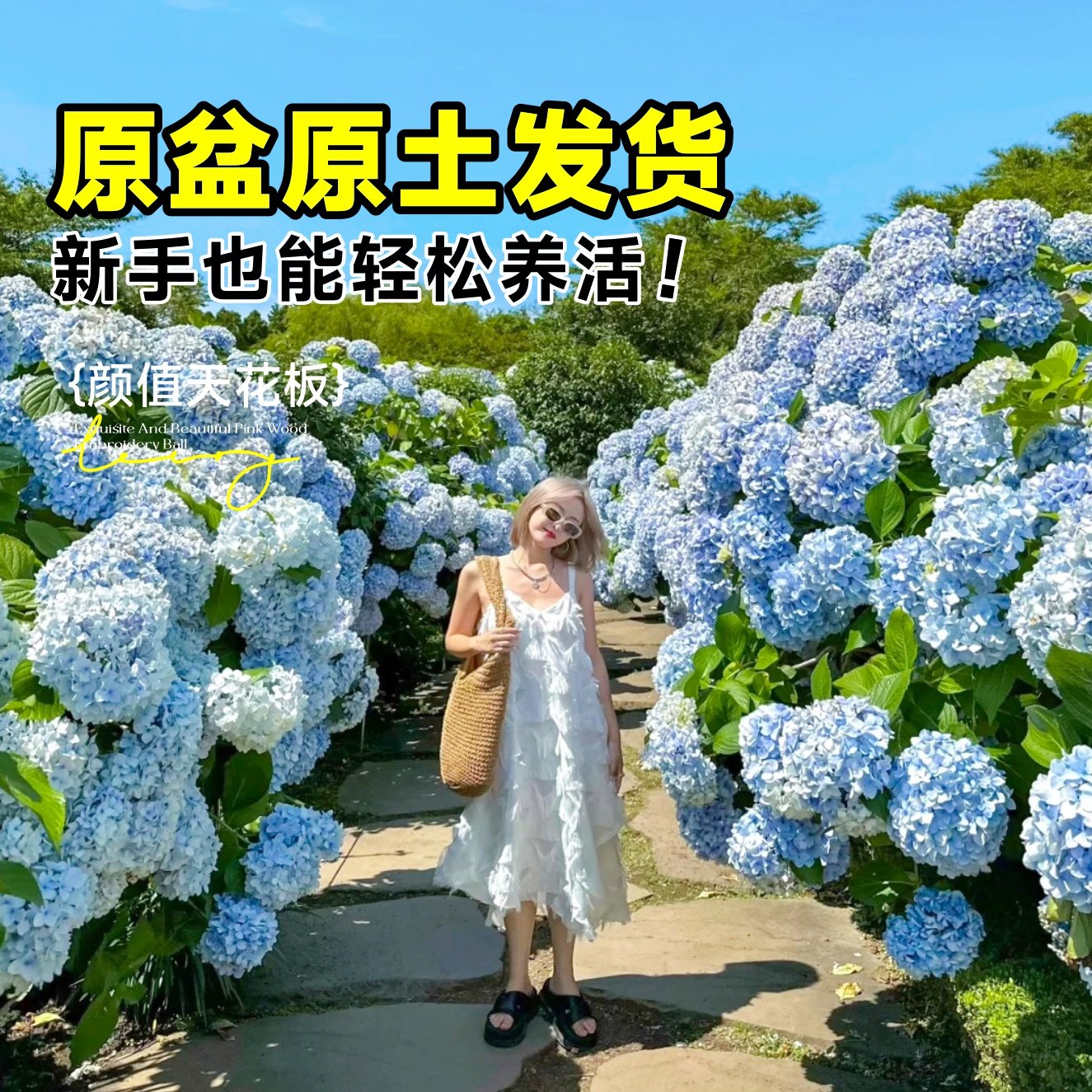 绣球花苗老桩大苗阳台带花无尽夏庭院耐寒树苗盆栽植物卉八仙花苗,淘宝优惠券,粉丝福利购,淘宝优惠卷