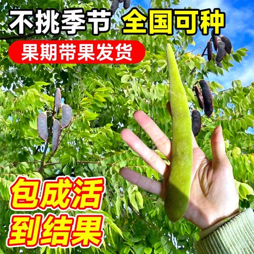 皂角树苗大刺皂角树绿化皂荚树苗盆栽庭院种植冬季药用油皂角树苗 - 图2