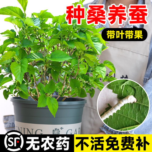 桑树活苗桑叶树苗盆栽养蚕食用大叶桑葚四季种绿植强桑一号蚕桑苗 - 图0