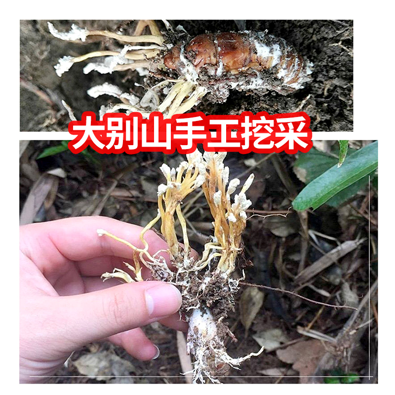 金蝉花野生100g精选蝉花虫草孢子粉旗舰店金婵花金蚕花知了花禅花 - 图2