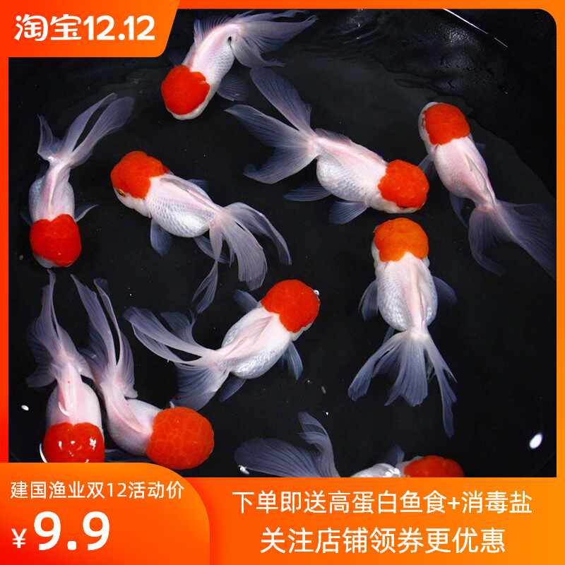 丹頂金魚 新人首單立減十元 21年10月 淘寶海外