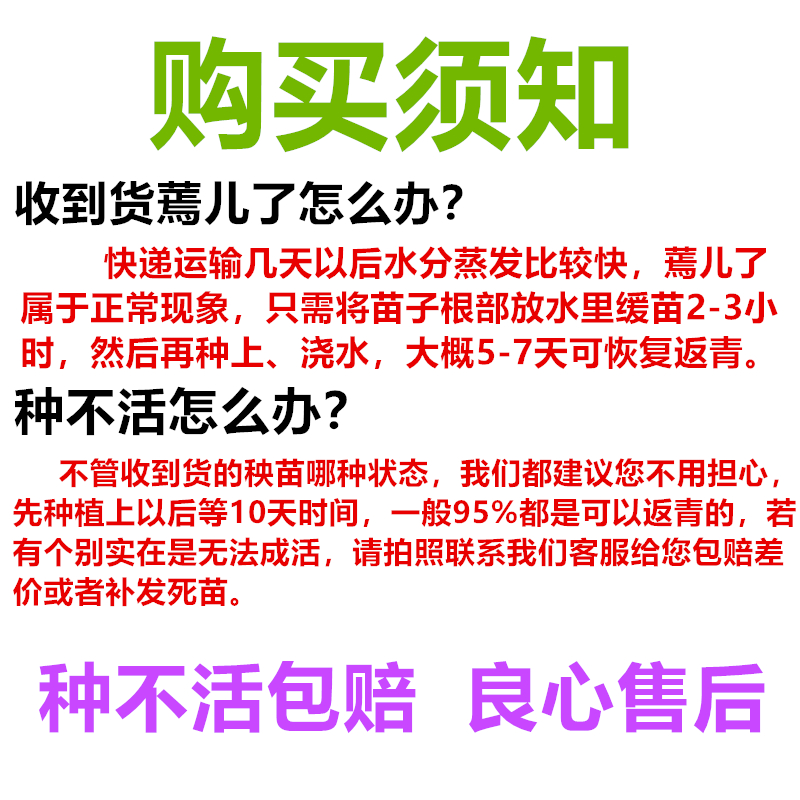 食叶型红薯苗种专吃叶子的地瓜秧苗蔬菜番薯食用广西菜苗养心秧苗 - 图3