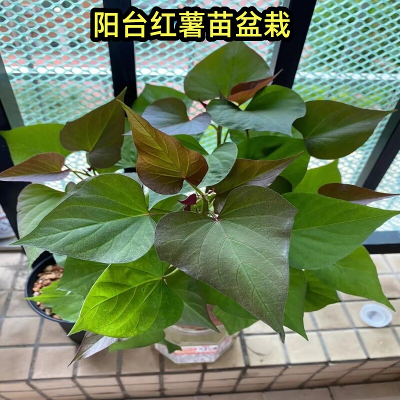 食用叶型专吃叶子的番薯叶叶红薯苕尖种地瓜苗秧红薯叶苗红苕苗种