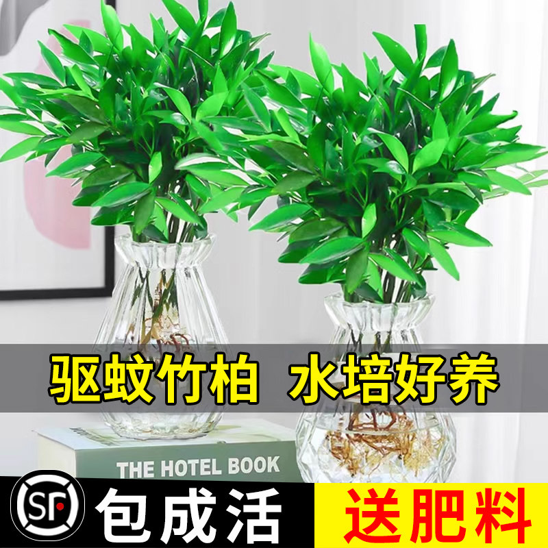 驱蚊竹柏水培植物室内水养绿植花卉盆栽办公室桌面四季常青草好养