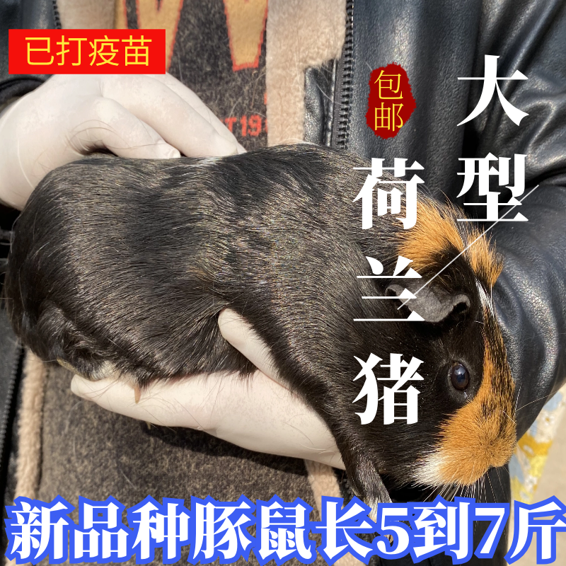 大型宠物荷兰鼠活体荷兰猪豚鼠彩豚白豚荷兰兔成年老鼠兔活物幼崽,淘宝优惠券,粉丝福利购,淘宝优惠卷