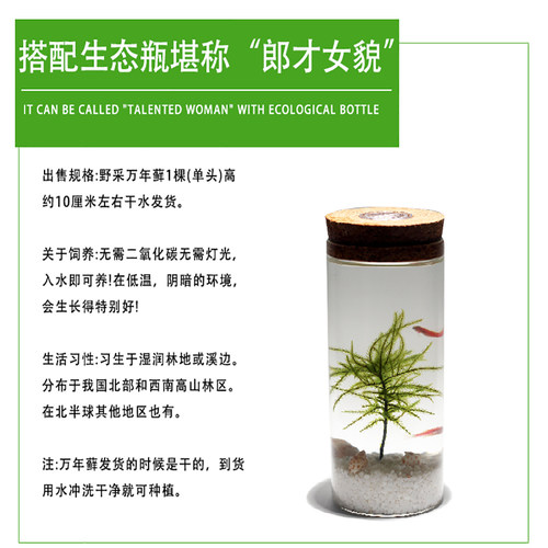 水草 万年藓水草 水草植物 鱼缸鱼草水草活体懒人水草耐低温造景 - 图1
