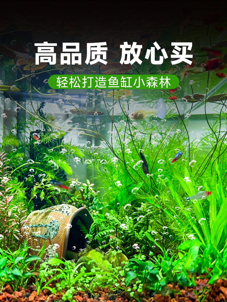 水兰水草植物大小细叶扭兰龙舌兰鱼缸阴性真草新手古法养鱼造景草 - 图2