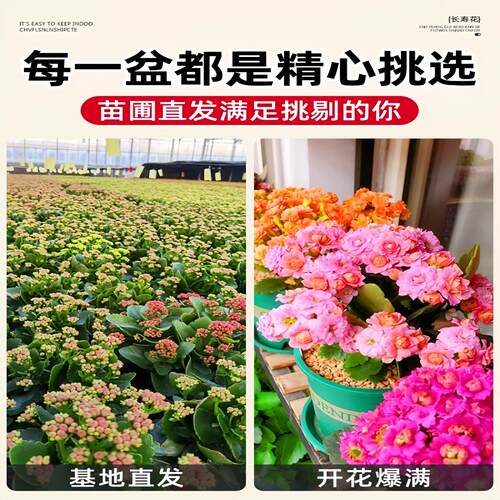 新品长寿花蟠桃柠檬水果糖带花盆大花重瓣带花苞室内开花多肉盆栽 - 图2