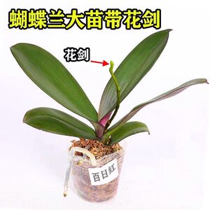 蝴蝶兰花苗带花剑带花苞盆栽兰花大苗客厅室内植物花卉四季好养活