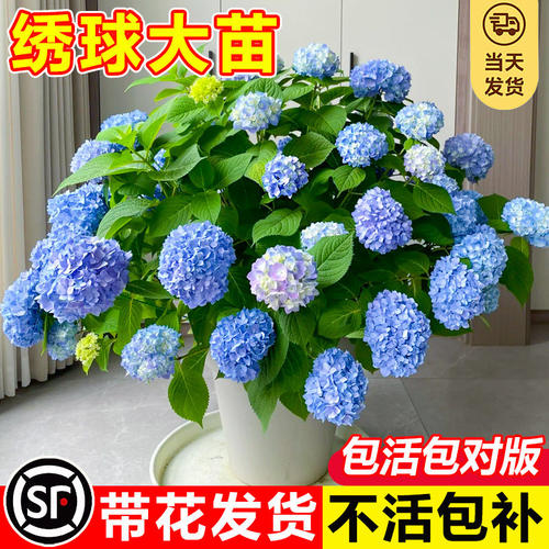 绣球花盆栽带花苞无尽夏树苗老桩花卉植物室内花阳台庭院四季好养 - 图1