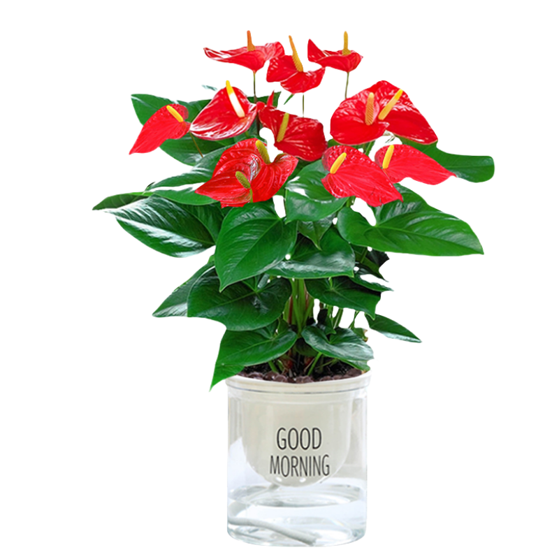 水培红掌白掌盆栽一帆风顺花卉植物室内好养绿植鸿运当头四季开花