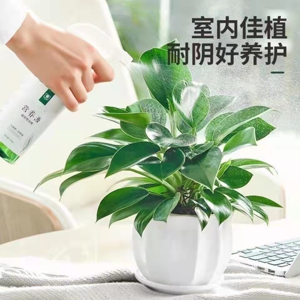 铂金钻盆栽绿萝箩花卉植物室内花水培绿植多肉好养发财树吸除甲醛-图2