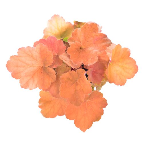 矾根盆栽花卉植物室内花苗四季常青观叶耐寒绿植庭院地被绿化花苗 - 图3