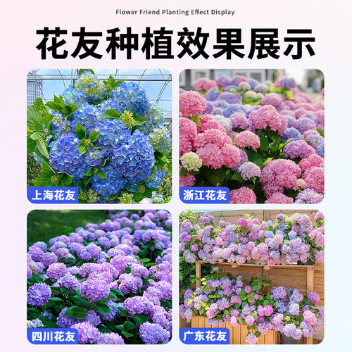 绣球花苗植物无尽夏开花好养的花四季不断盆栽花卉植物室内易养活 - 图1
