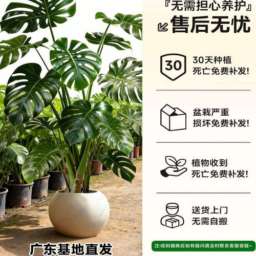 龟背竹水培植物四季绿植室内好养盆栽客厅办公室桌面大叶老桩竹子 - 图2