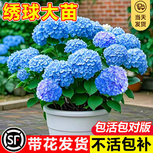 绣球花盆栽带花苞无尽夏树苗老桩花卉植物室内花阳台庭院四季好养 - 图2