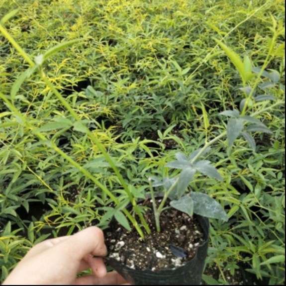 木香花苗庭院爬藤攀援植物浓香七里香十里香黄木香白木香盆栽花卉 - 图1