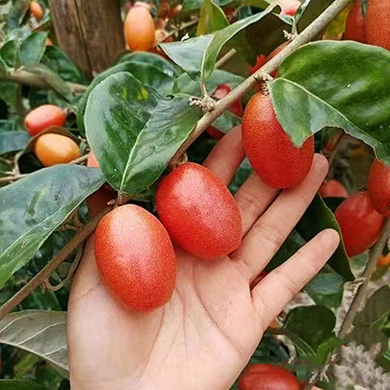 羊奶果树苗特大果形结果快德甜二号胡颓子羊奶果苗盆地栽当年结果-图0