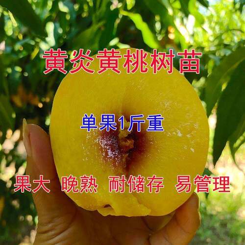 新品种新品特大黄桃树苗脆甜果大晚熟地栽盆栽南北方种植嫁接桃树 - 图0
