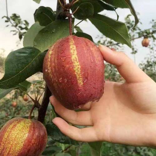 梨树果苗黄金梨秋月梨早酥红梨南北方种植特大嫁接梨树苗当年结果 - 图0
