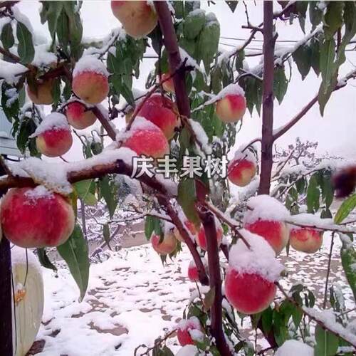 嫁接桃树苗 中华二号冬桃 极晚熟冬桃苗特大冬桃树果苗南北方种植 - 图1