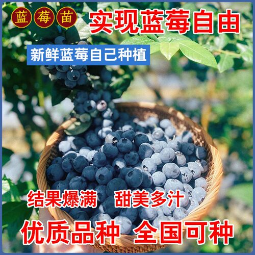薄雾嫁接蓝莓苗带土南北方种植盆栽地栽苗当年结果兔眼蓝莓树果苗 - 图1