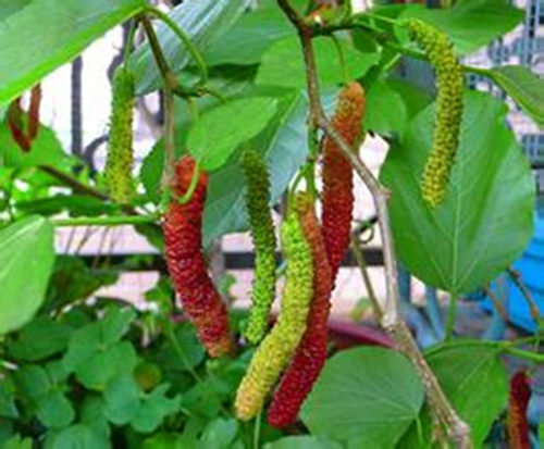 桑葚树苗盆栽果桑苗台湾四季超长果当年结果南北方种植果桑苗嫁接 - 图2