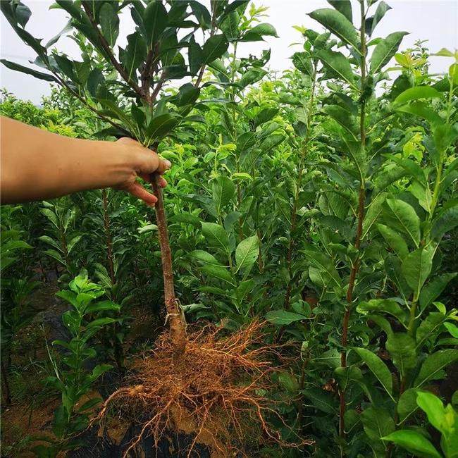 嫁接李子苗 黄金奈李苗 青奈李 油奈李子树苗 南方种植当年结果,淘宝优惠券,粉丝福利购,淘宝优惠卷