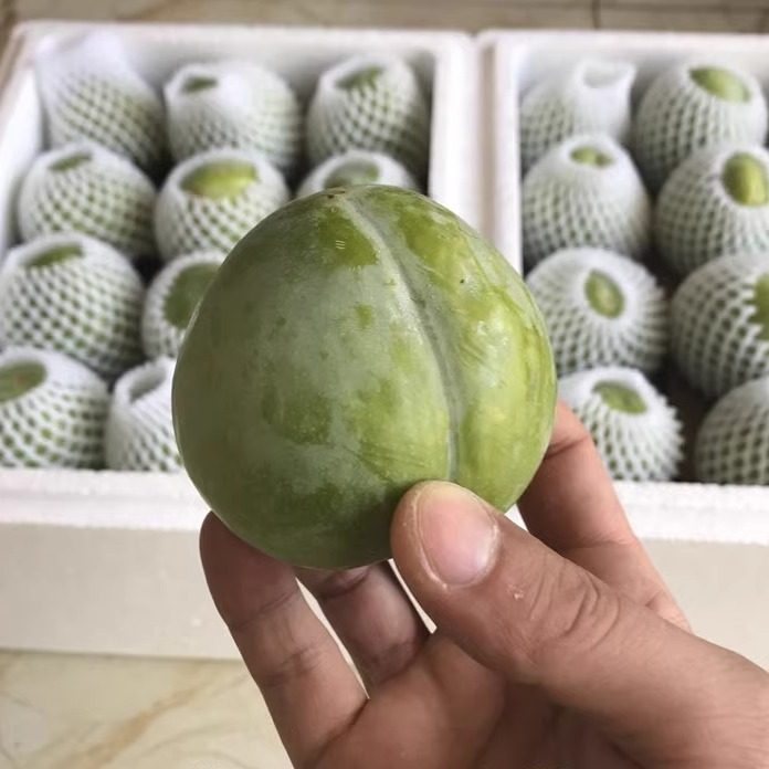 嫁接李子苗 黄金奈李苗 青奈李 油奈李子树苗 南方种植当年结果,淘宝优惠券,粉丝福利购,淘宝优惠卷