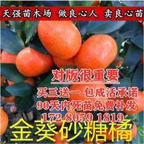 Golden Sunflower Sugar Orange Gold Autumn Sand Sugar Orange Sapling Golden Autumn Granulated Sugar Orange Mong Golden Autumn Granulated Sugar Orange Sprout