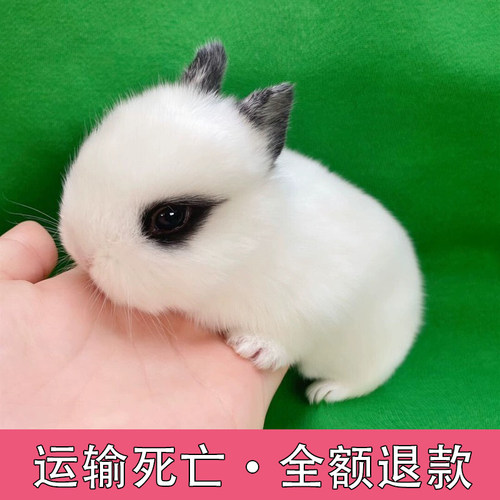 宠物兔活物茶杯长不大不咬人迷你侏儒儿童养猫猫兔荷兰垂耳兔活体 - 图1