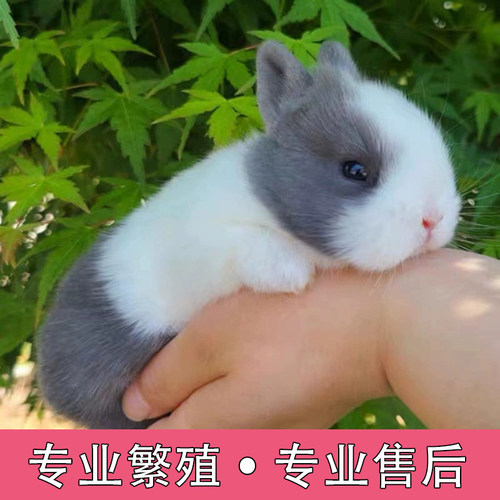 宠物兔活物茶杯长不大不咬人迷你侏儒儿童养猫猫兔荷兰垂耳兔活体 - 图0