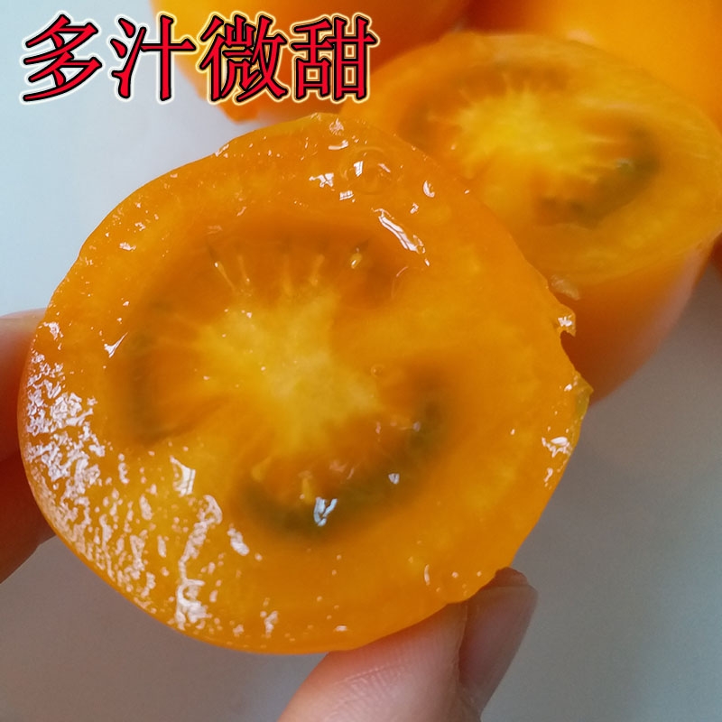 奶香黄罗曼西红柿山东特产串黄番茄现摘新鲜橙色洋柿子顺丰包邮 - 图2