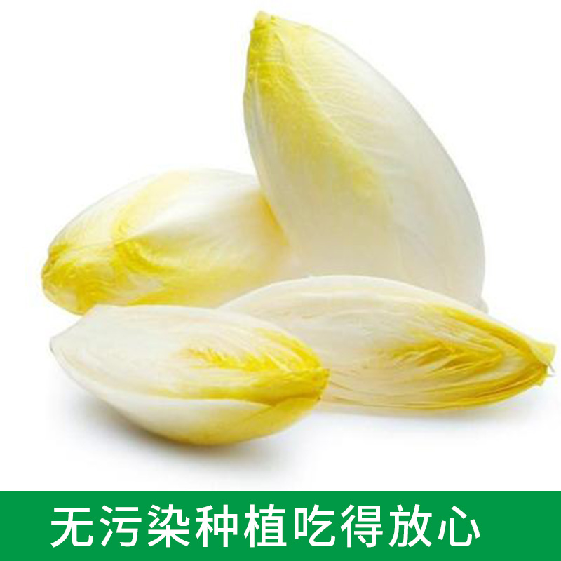 金玉兰菜新鲜芽球软化菊苣凉菜沙拉酒店特采配菜生吃即食蔬菜顺丰 - 图0