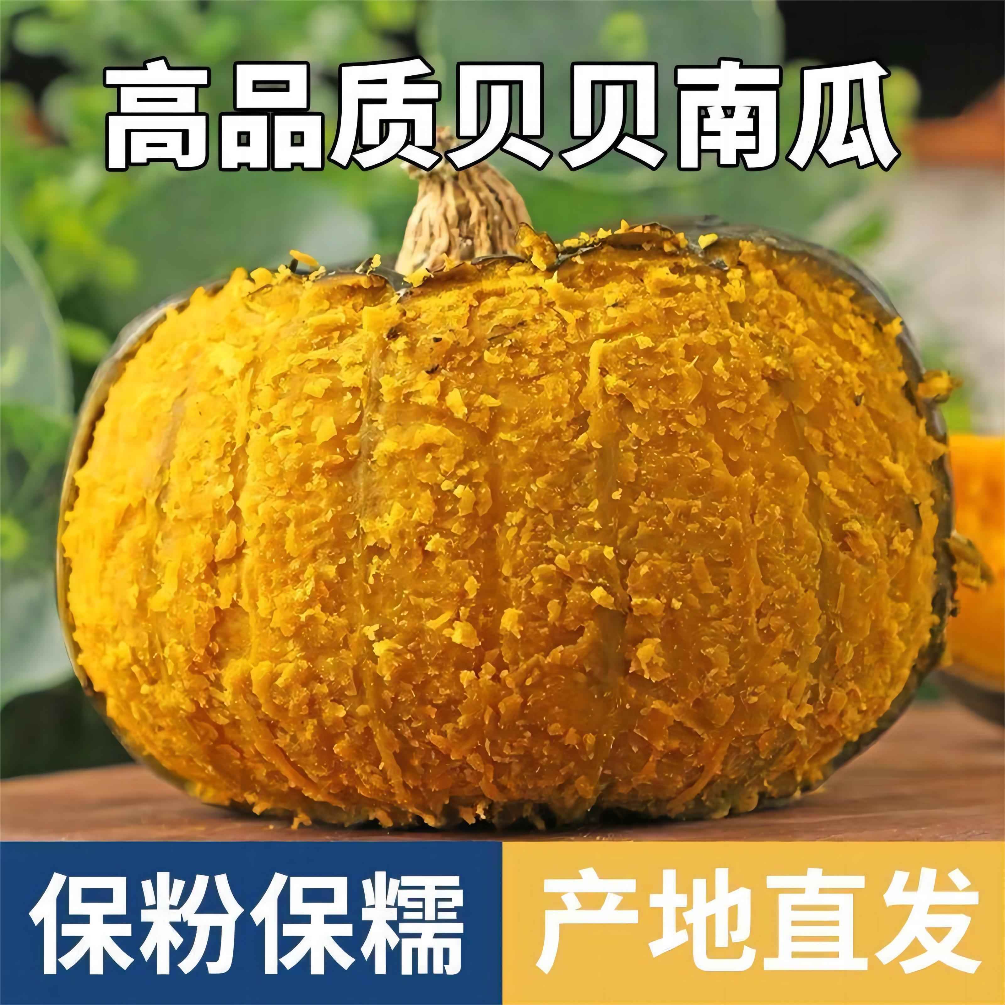 贝贝南瓜板栗小南瓜新鲜当季新鲜粉糯香甜板栗味南瓜宝宝辅食包邮 - 图0