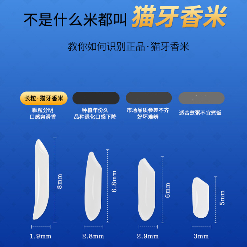 正宗猫牙米2023晚稻新米广西农家香米长粒香大米真空丝苗米5 10斤 - 图2