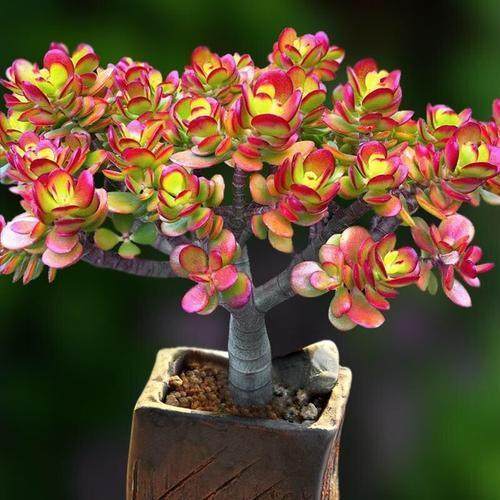 姬红花月红叶玉树老桩多肉植物盆栽群生老桩多头超萌组合套餐,淘宝优惠券,粉丝福利购,淘宝优惠卷