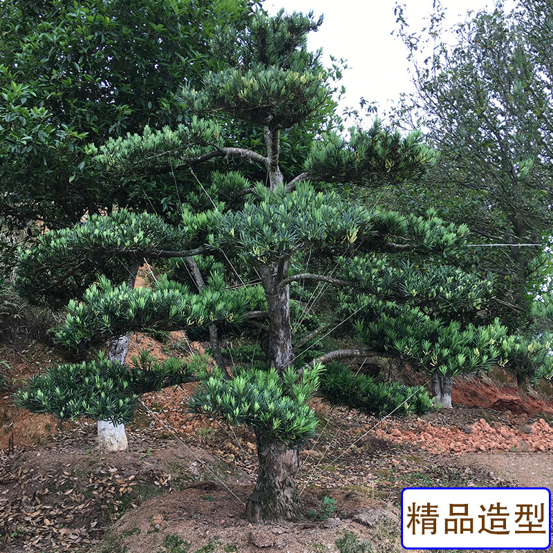 罗汉松名贵大树盆景树桩老桩树苗盆栽造型树大型室外别墅庭院小苗,淘宝优惠券,粉丝福利购,淘宝优惠卷
