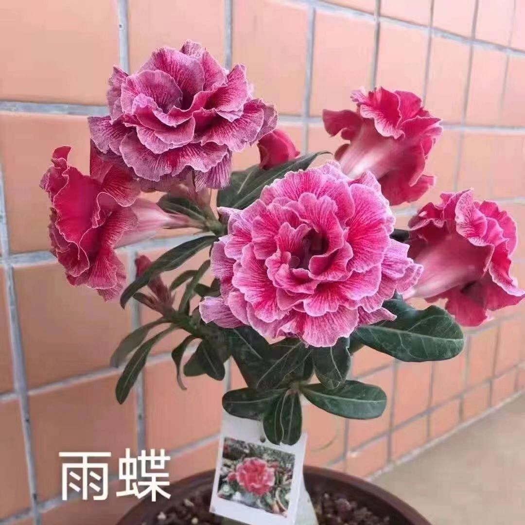 四季开花沙漠玫瑰盆栽重瓣带花苞老桩盆景室内阳台花卉绿植物多肉 - 图0