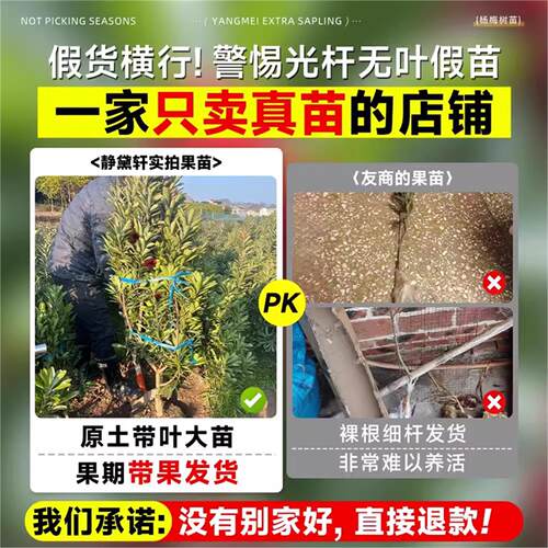 正宗东魁特大杨梅树苗仙居杨梅树嫁接苗南北方种植盆地栽当年结果 - 图0