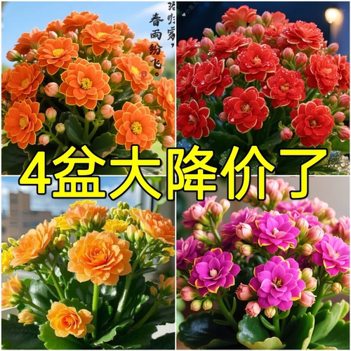 新品长寿花盆栽花卉重瓣大花植物室内绿植带花苞发货净化空气好养 - 图0
