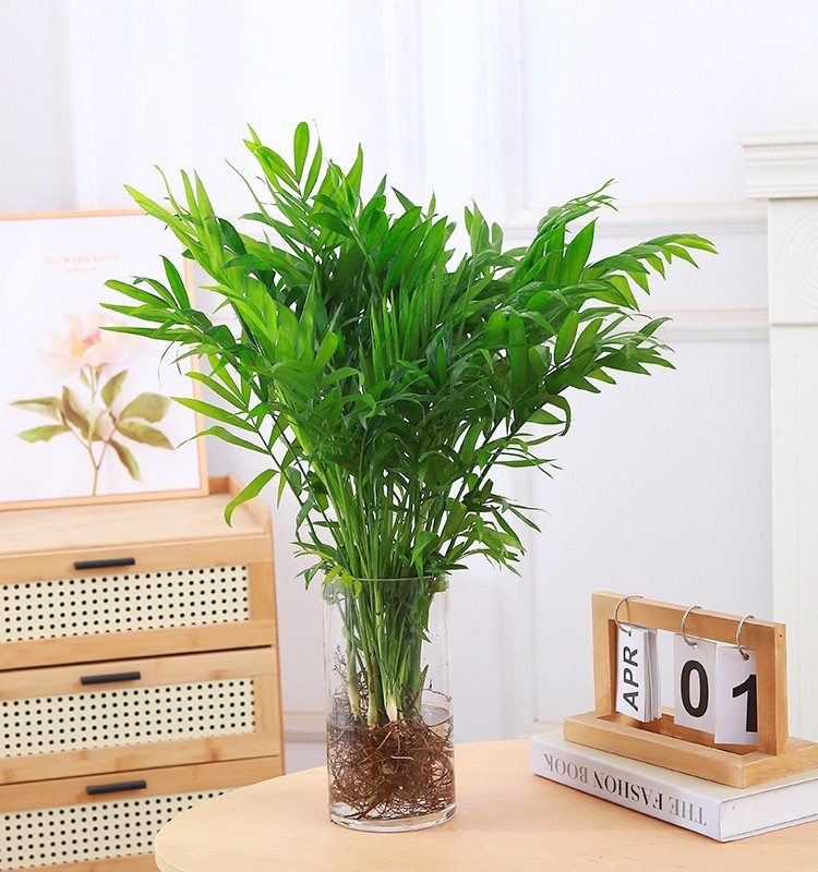 水培袖珍椰子室内绿植凤尾竹懒人盆栽耐阴四季常青办公室桌面摆件,淘宝优惠券,粉丝福利购,淘宝优惠卷