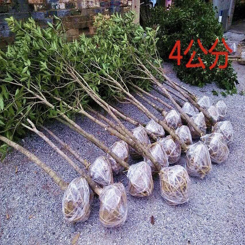 特价处理1-4cm桂花树苗大树8八月金桂丹桂四季桂当年开花盆栽地栽 - 图2