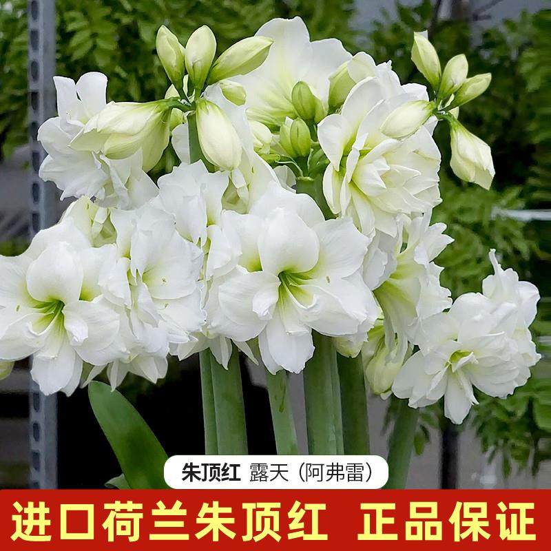 大球花孔雀真品朱顶红进口重瓣种球带花苞盆栽安吉拉重瓣朱顶红花,淘宝优惠券,粉丝福利购,淘宝优惠卷