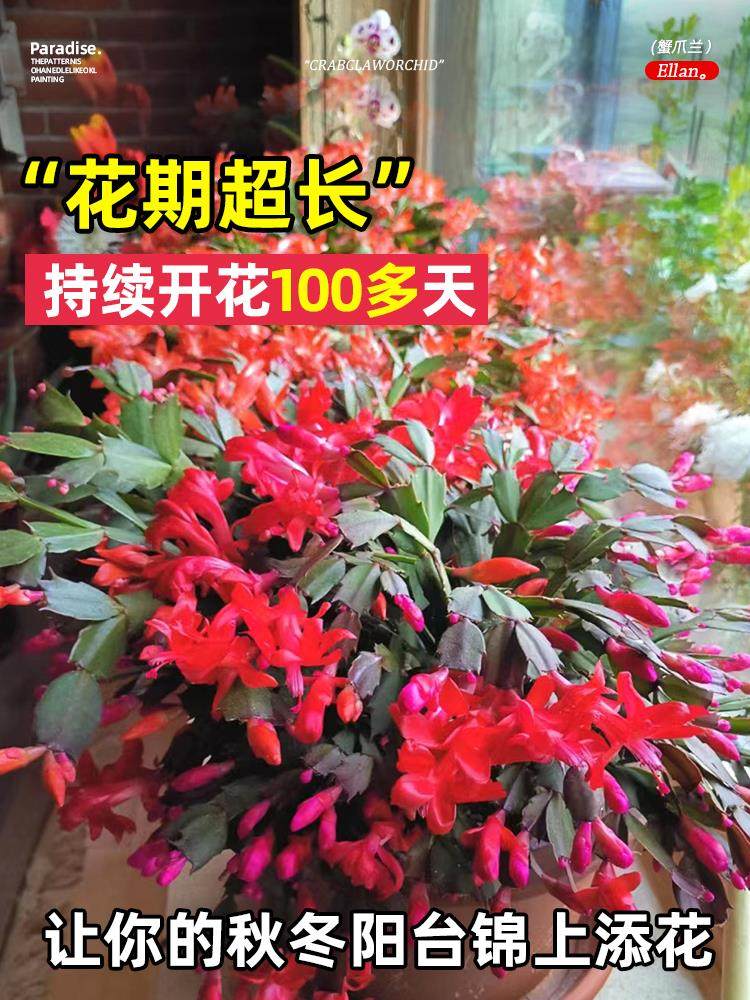 蟹爪兰盆栽带花苞多肉绿植物好养君子兰嫁接蟹爪莲室内花卉客厅,淘宝优惠券,粉丝福利购,淘宝优惠卷